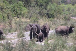 South Africa, Kruger National Park, Safari, Cape Town